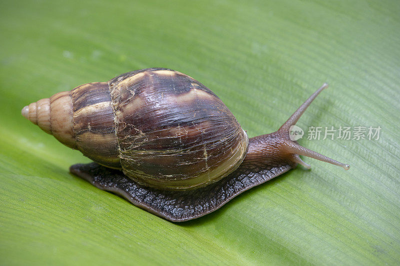 巨大的非洲蜗牛，lisachatina fulica